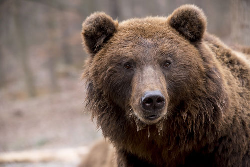 Bear in Yellowstone National Park