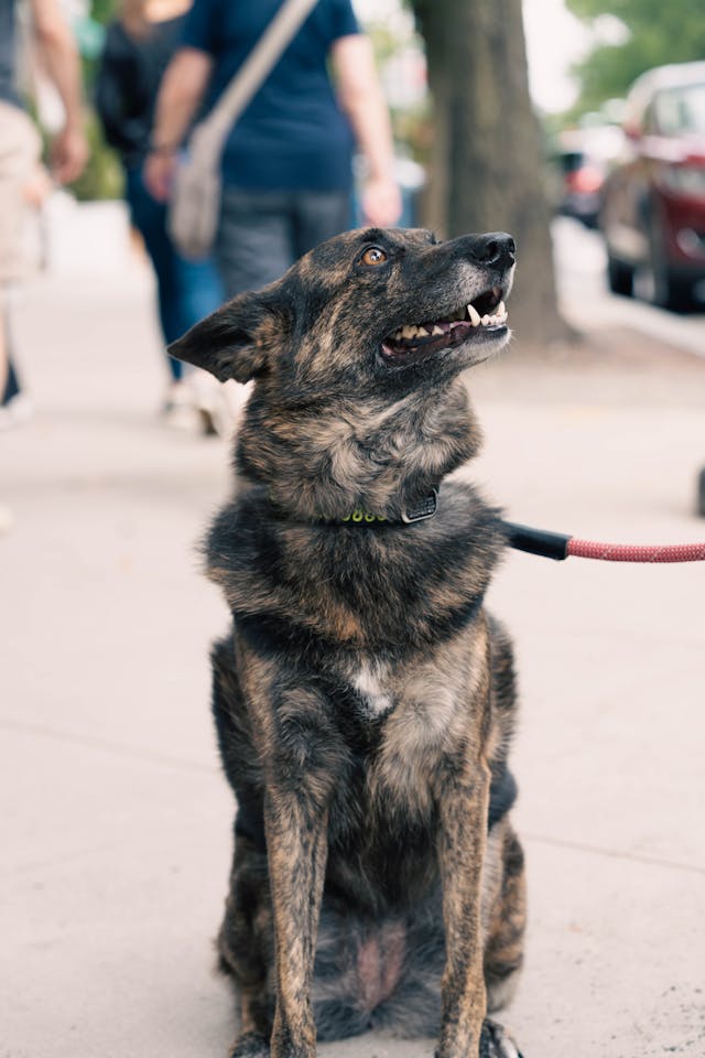 Cindy the shepherd mix