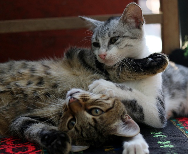 Snowball and Sally kittens