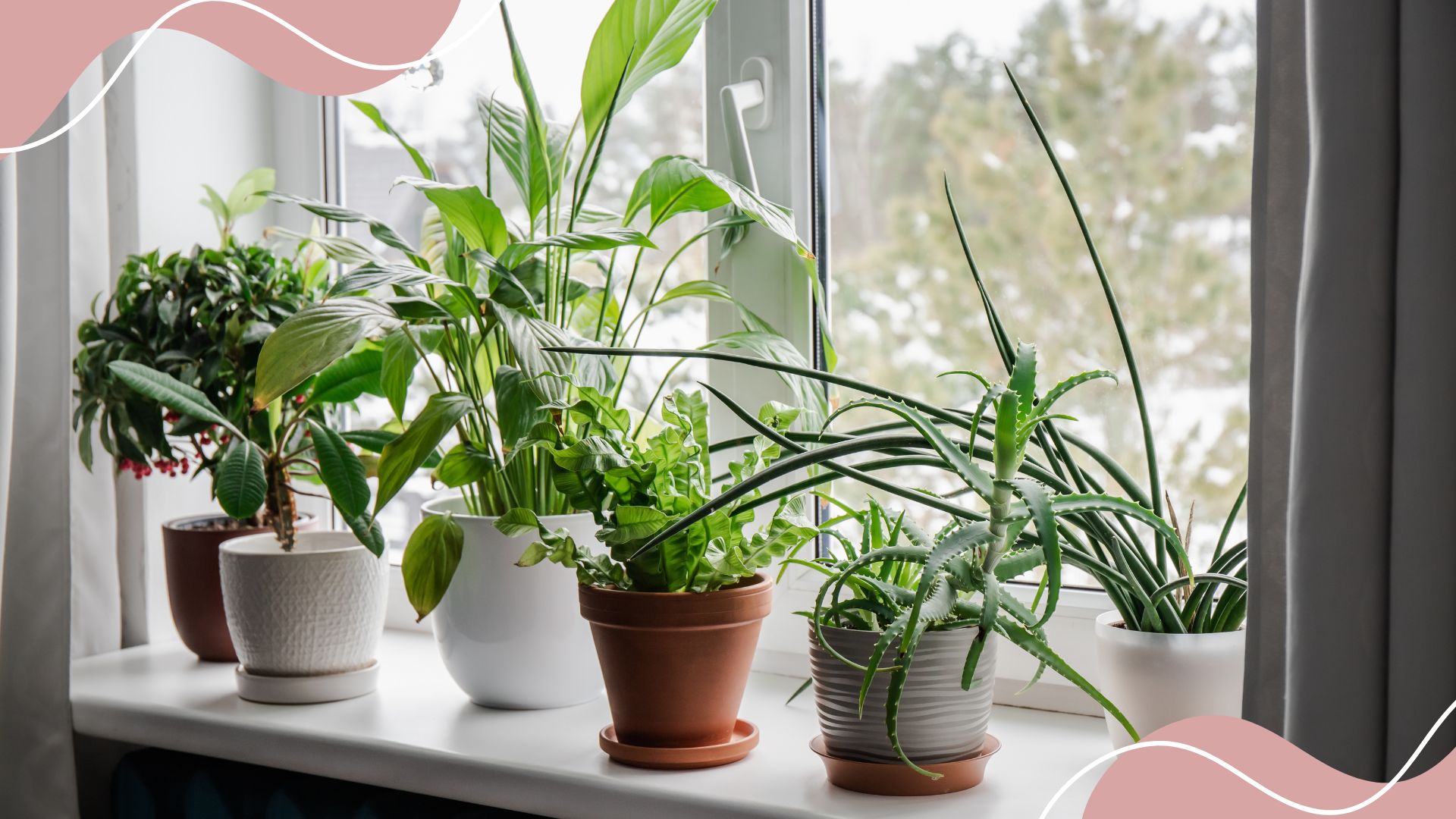 Expert plant care