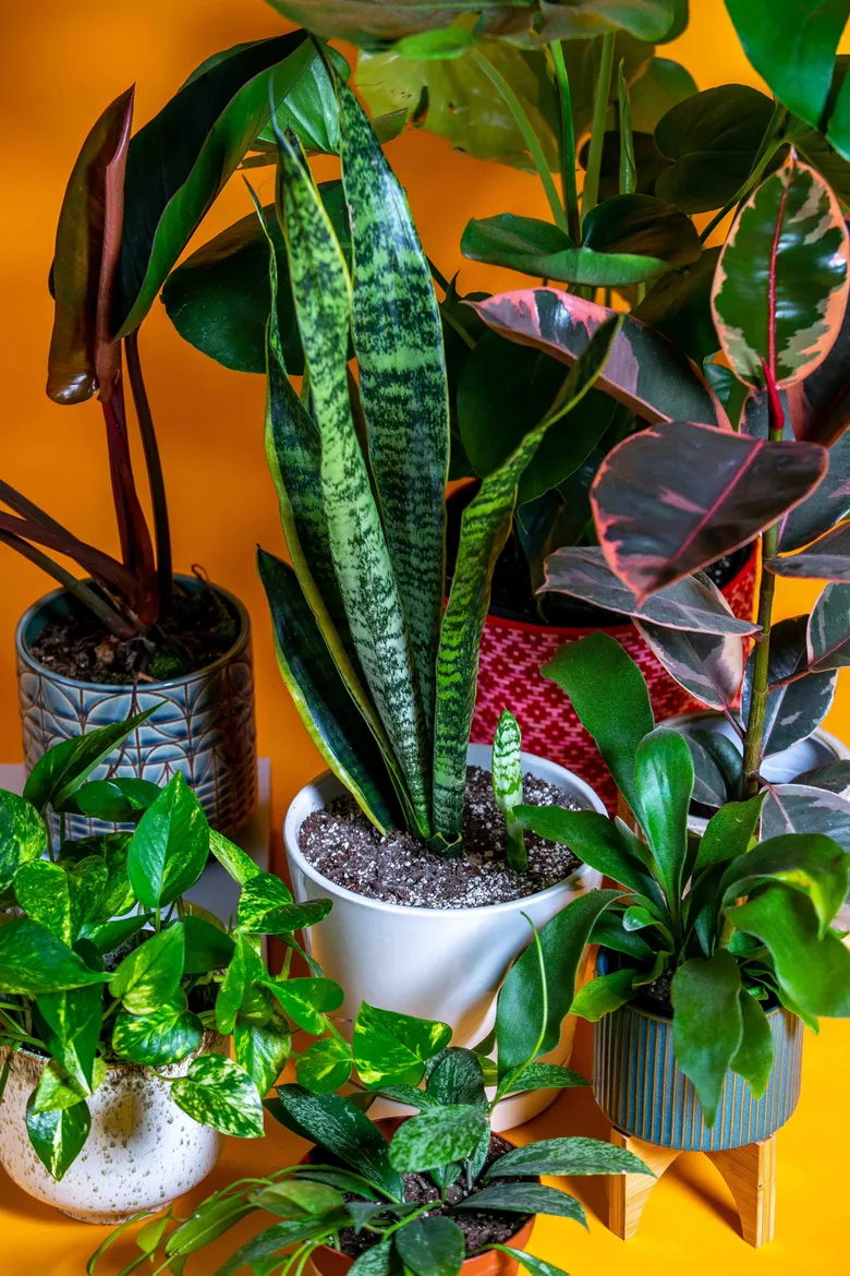 Low-maintenance plants