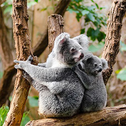 Koala Jilley and Baby