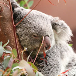 Koala Cece
