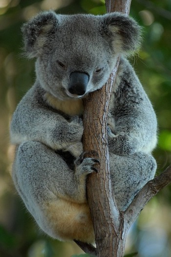 Koala resting