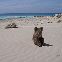 Koala Lucy