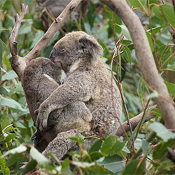 Koala Nooka and Baby