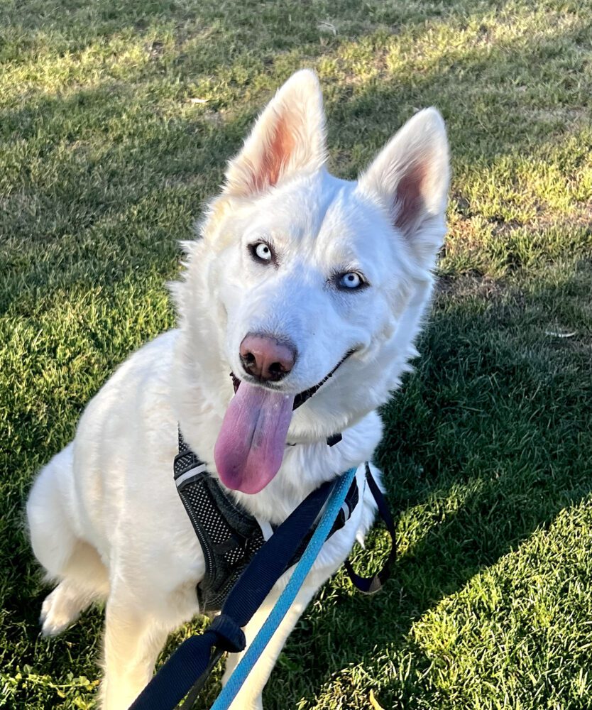 Apollo, 3-year-old Alaskan Husky
